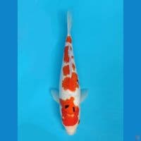 Sanke 34cm
