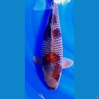 41cm jumbo ochiba sigure munuk ml