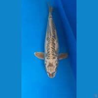 antikan bulu kera joss jumbo 47cm Male