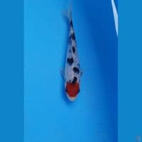 tancho, 17 cm