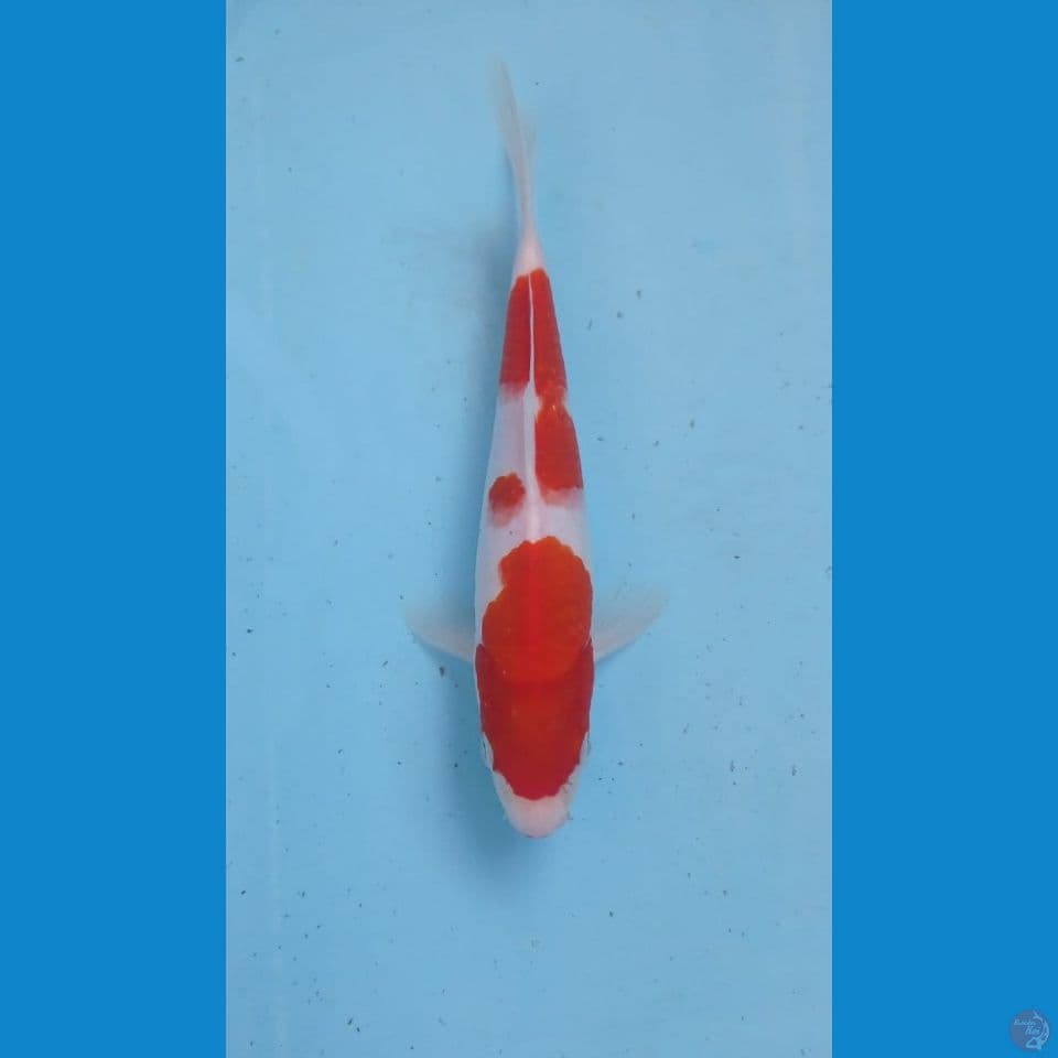kohaku, 20 cm