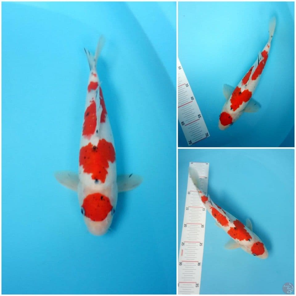 sanke 30cm male ori