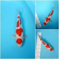 sanke 30cm male ori