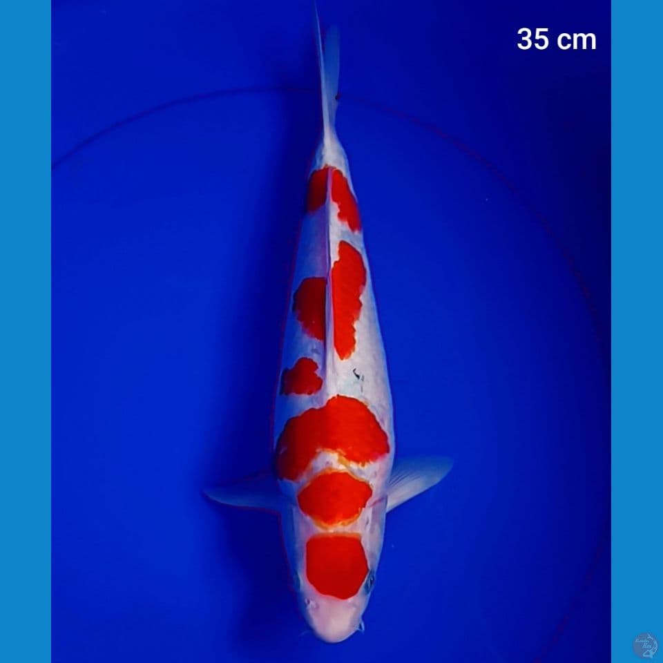 maruten 35 cm