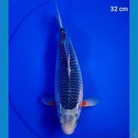 asagi 32 cm