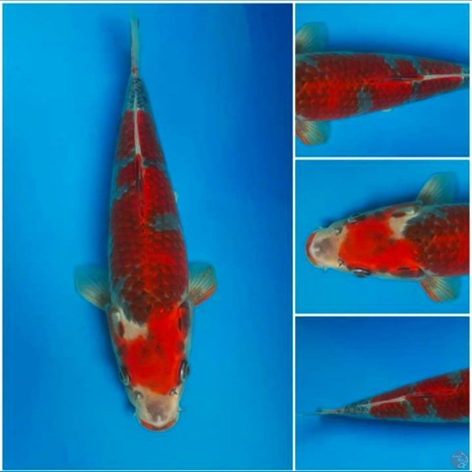 beni gingga 37cm M