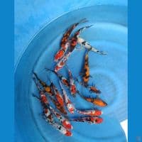 showa doitsu 14-19cm