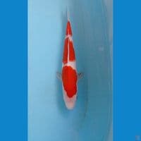 kohaku, 29 cm