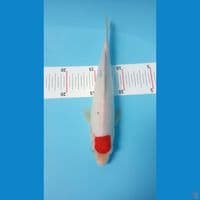 tancho sanke 27cm M