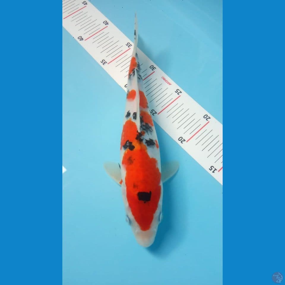 sanke  29cm 