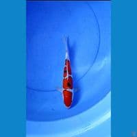 SANKE DOITSU MALE 28 CM 