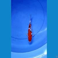 SANKE DOITSU MALE 26 CM 
