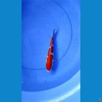 KOHAKU DOITSU FEMALE 24 CM