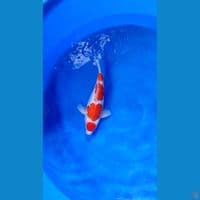 kohaku SB Bulky Male 33 cn 