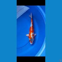 kikokuryu 32 cm