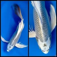 mukashi 35cm