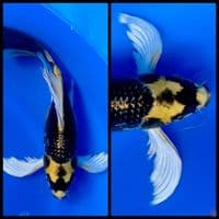 kumpay kabuto 35cm 