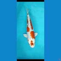 kikusui 35 cm original