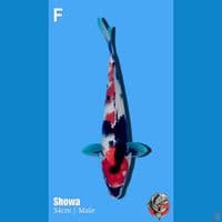 Showa, 34cm