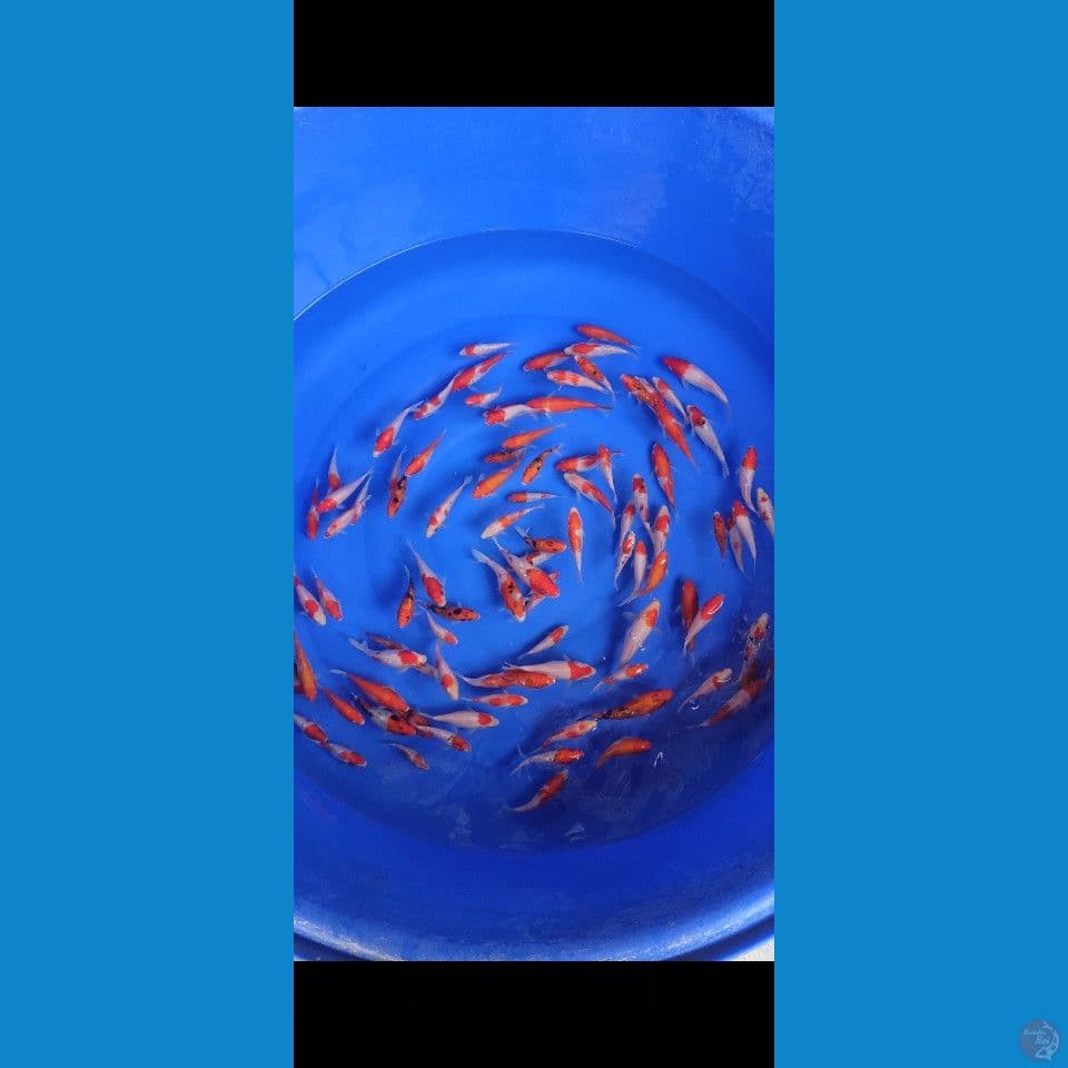 Bibit Ginrin Kohaku sanke 95 ekor