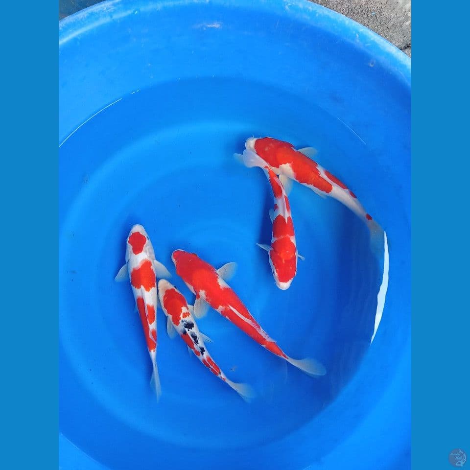 Kohaku sanke 