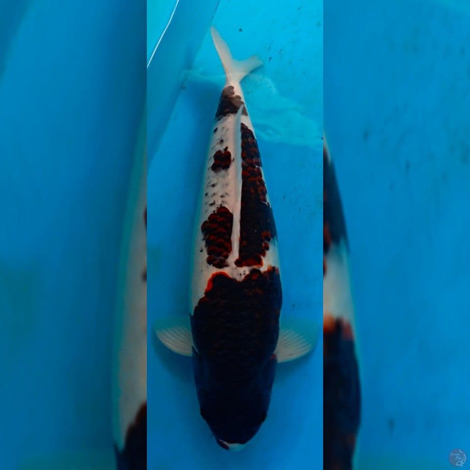 budho goromo 55cm female