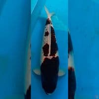 budho goromo 55cm female
