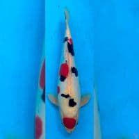 Doitsu Showa 32cm male