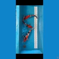 showa male 2 female 1