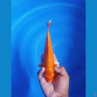PENJINAK • 23 CM • ORENJI