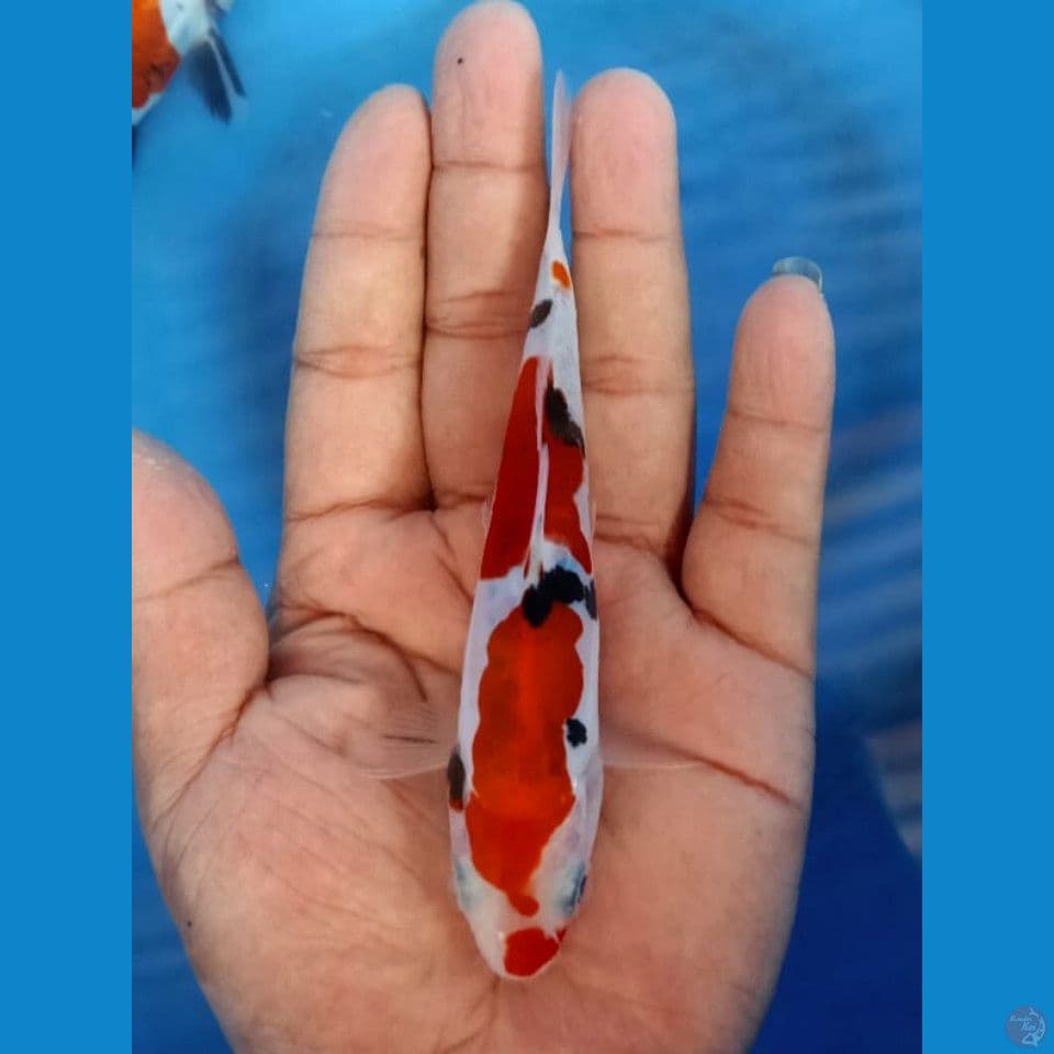 Showa doitsu murni 13cm