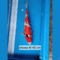 soa 40 cm