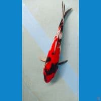 showa 33 cm