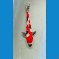 Showa 32 cm