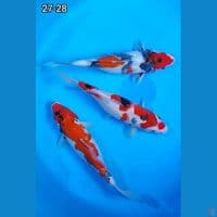 Showa Original 3 Ekor 27-28cm