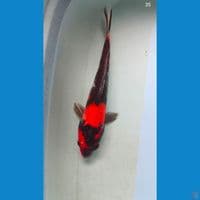 Showa 35 cm
