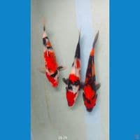 showa 26-29 cm