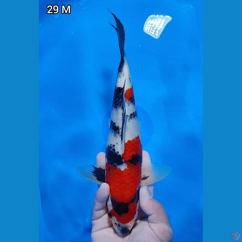 Showa Original 29cm Jantan (Merah Strong)
