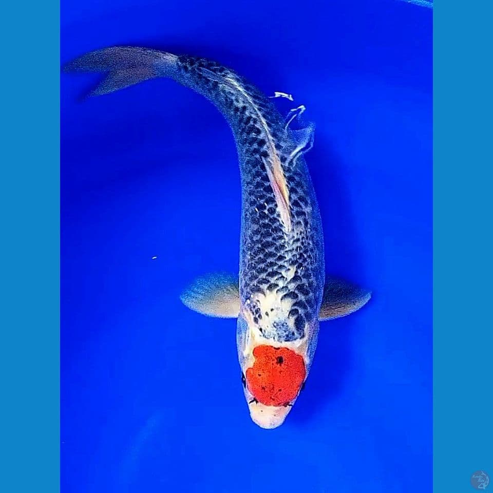 35cm tanco goshiki