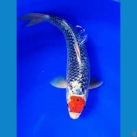 35cm tanco goshiki 