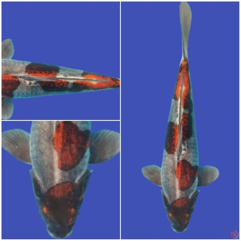 Socikubai Jantan 45cm