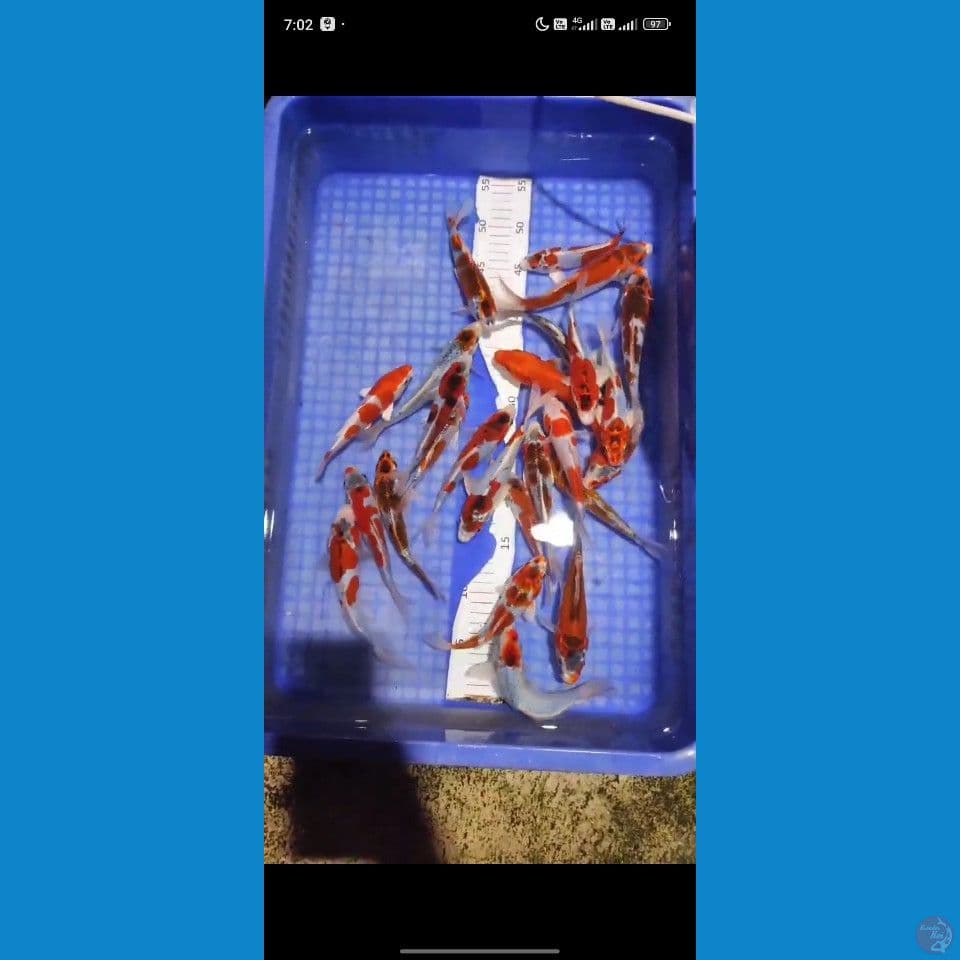 15-20 25pcs