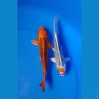 matsuba size : 20 22cm