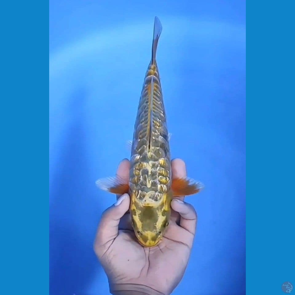 Sisik Naga Ginrin Mantap 30cm Betina