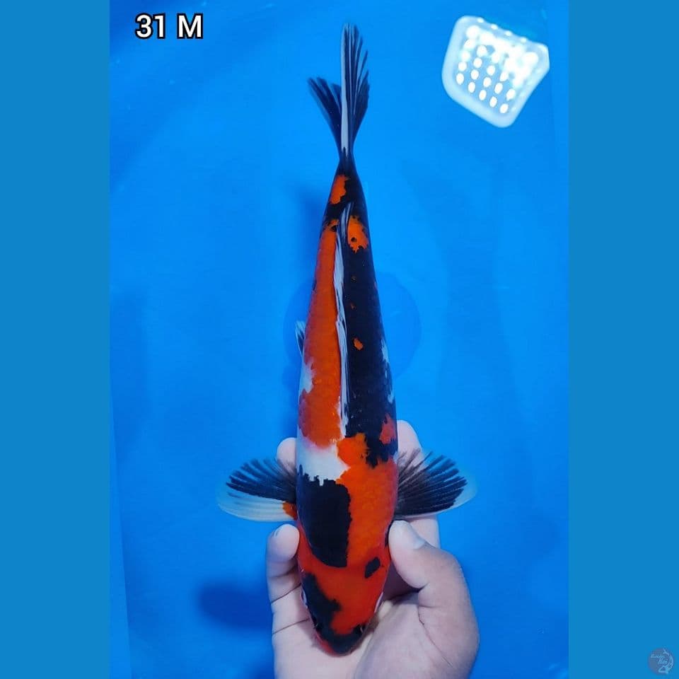 Showa Original Mantap 31cm Jantan
