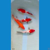 showa 24-25cm