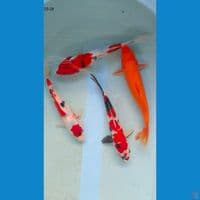 mix showa 25-28cm