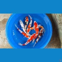 jumbo 8 ekor 