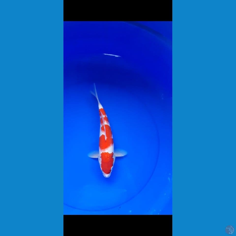 kohaku 27cm(male)