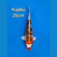 KUJAKU 25CM
